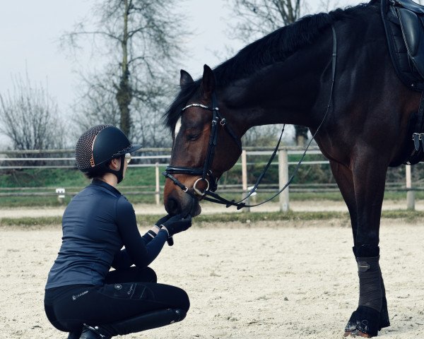 horse Likoto‘s Little Lord (Hanoverian, 2016, from Likoto xx)