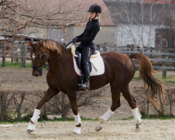 Zuchtstute Filia Edoste (Oldenburger, 2012, von Sir Donnerhall I)