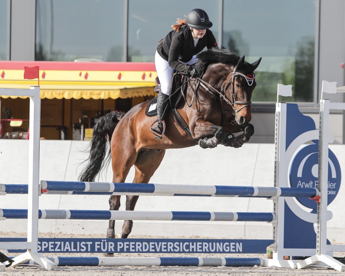 jumper Call me Claus 4 (sonstiges Warmblut, 2019)