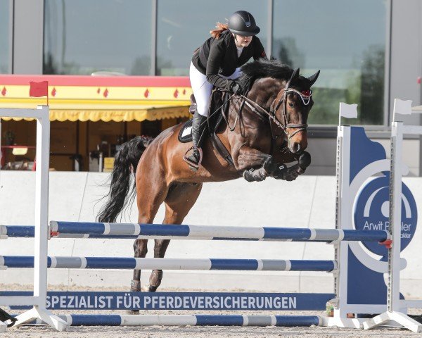 jumper Call me Claus 4 (sonstiges Warmblut, 2019)