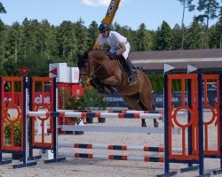 Springpferd Carrera Star (Westfale, 2017, von Carrera VDL)