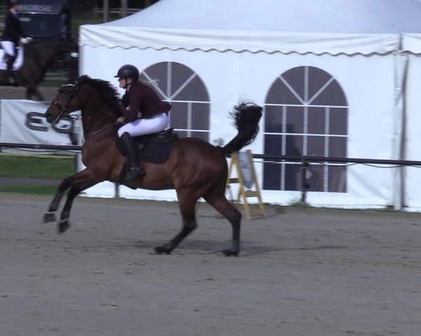 Reitturnier Hamm-Rhynern 2025