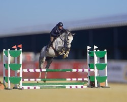 jumper Pam Pam (KWPN (Royal Dutch Sporthorse), 2020, from Untouchable)