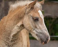 dressage horse Walentino (Haflinger, 2014, from Winzertraum)