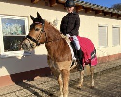 Dressurpferd Napirei (Haflinger, 2006, von Novembernebel)