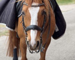 jumper Cheeky Ambition (Oldenburg show jumper, 2010, from Check In 2)