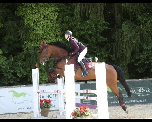 jumper Elena 14 (German Sport Horse, 2015, from Adagio de Talma)