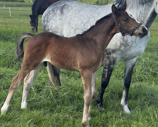 foal by Diamantenprinz RK (Hanoverian, 2025, from Diamantenglanz)
