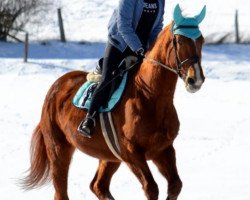 jumper Lucienna 2 (Hanoverian, 2004, from Le Primeur)