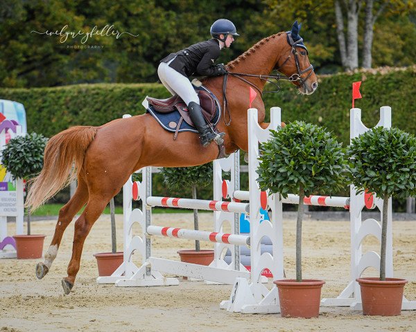 jumper Kamaro de La Toire CH (Swiss Warmblood, 2007)