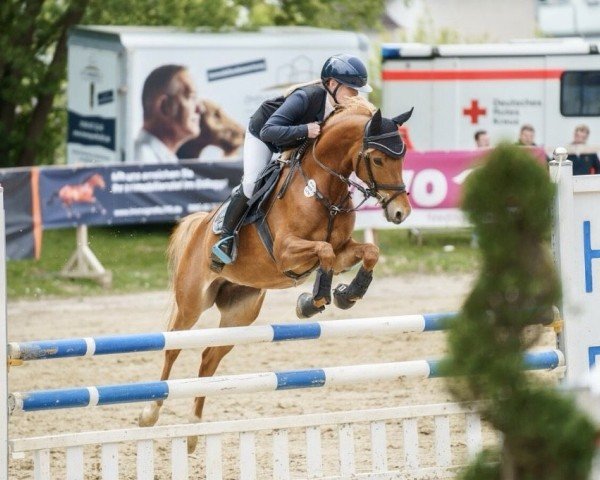 Dressurpferd Minnie (Deutsches Reitpony, 2018, von Herzkönig NRW)