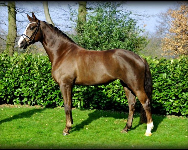 dressage horse Smiling Chocolate (Westphalian, 2008, from Swarovski)