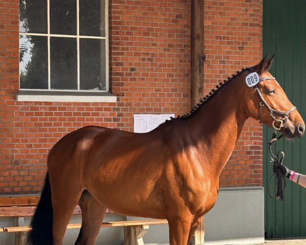 Springpferd Stute von Dinken /Contender (Holsteiner, 2021, von Dinken)