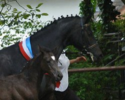 broodmare Hillery (Trakehner, 2000, from Münchhausen)