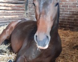 jumper For Cocain (German Riding Pony, 2018, from Cascavelle NT)