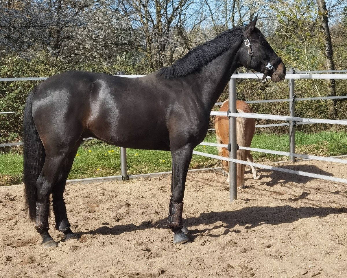 Springpferd Finest First (Hannoveraner, 2017, von Finest)