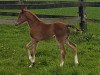 dressage horse Daisy Lady (German Riding Pony, 2021, from Dream Date 7)