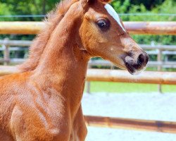 dressage horse Fack ju Göthe (Westphalian, 2020, from Genscher)