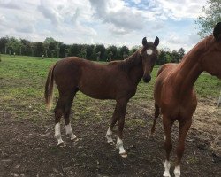 Dressurpferd Uran of Ballmore (Belgisches Warmblut, 2020, von Donier)