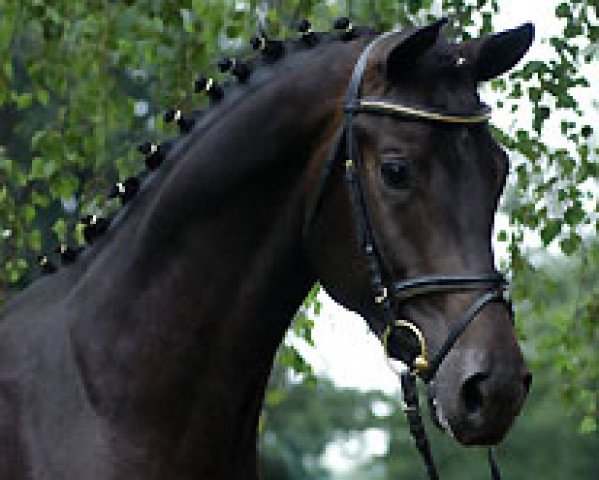 stallion How Ever (Trakehner, 2006, from Kostolany)