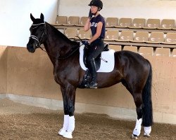 dressage horse Alexa (Westphalian, 2016, from All At Once)