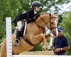 stallion Chic in Time (German Riding Pony, 2007, from FS Champion de Luxe)