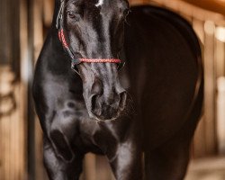 Pferd Royal Beauty 4 (Bayer, 2005, von Royal Ascot)