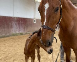 broodmare Rabea (German Warmblood, 2007, from Rubin Rouge)