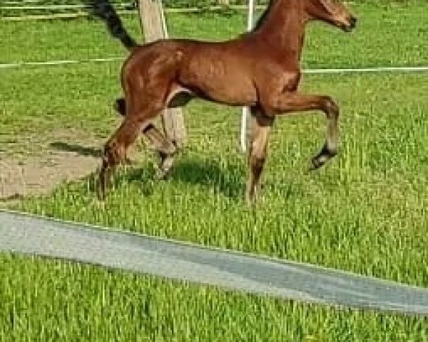 Springpferd ZAVAGE LOVE (Zangersheide Reitpferd, 2021, von Zambesi TN)