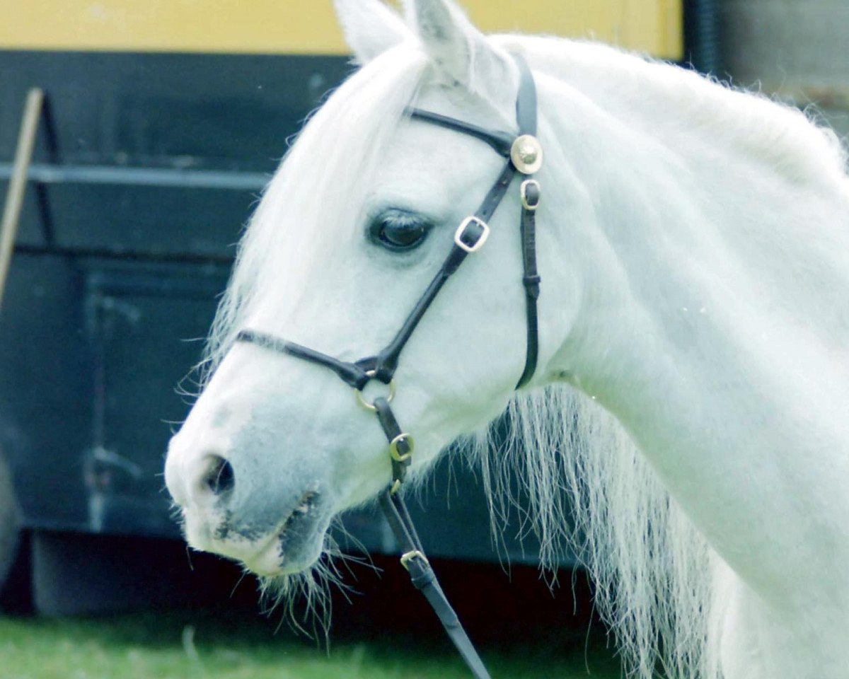 Zuchtstute Coed Coch Ruby (Welsh Mountain Pony (Sek.A), 1976, von Coed Coch Pryd)