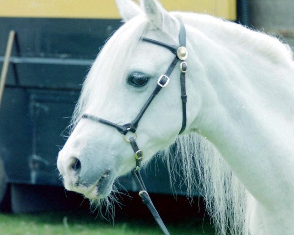 broodmare Coed Coch Ruby (Welsh mountain pony (SEK.A), 1976, from Coed Coch Pryd)