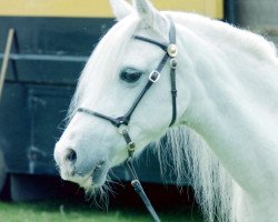 Zuchtstute Coed Coch Ruby (Welsh Mountain Pony (Sek.A), 1976, von Coed Coch Pryd)