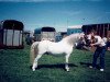 Deckhengst Coed Coch Trydar (Welsh Mountain Pony (Sek.A), 1978, von Coed Coch Saled)