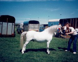 stallion Coed Coch Trydar (Welsh mountain pony (SEK.A), 1978, from Coed Coch Saled)