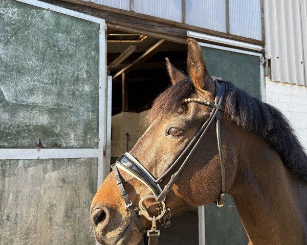 dressage horse Rocco R (German Riding Pony, 2014, from Proud Rocketti)