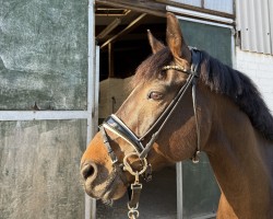 dressage horse Rocco R (German Riding Pony, 2014, from Proud Rocketti)