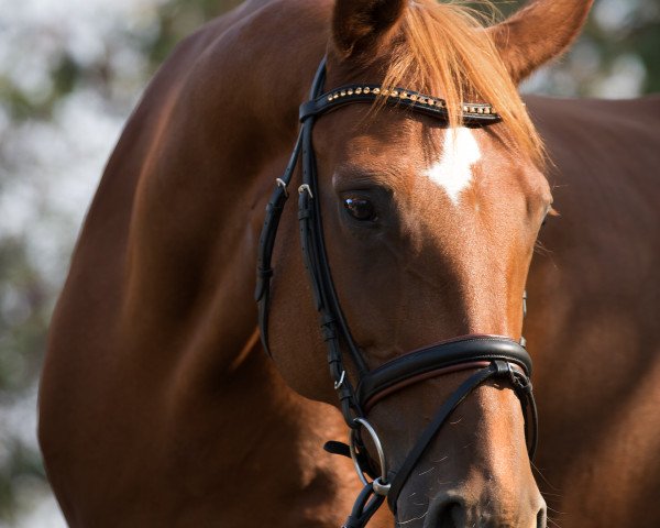 dressage horse Danka 0017 (Hanoverian, 2001, from Davignon I)