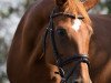 dressage horse Danka 0017 (Hanoverian, 2001, from Davignon I)