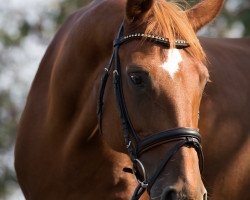 dressage horse Danka 0017 (Hanoverian, 2001, from Davignon I)