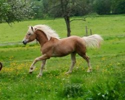 dressage horse Winzerkönig (Haflinger, 2014, from Winzertraum)