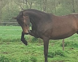 Pferd Gorditha (Edles Warmblut, 2006, von Gondoliero)