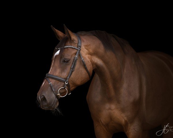 Zuchtstute Chin Champ´s Florence (Holsteiner, 2013, von Chin Champ)