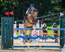 Springpferd Pixie B (Irish Sport Horse, 2013, von Cap Nord d'Hyrencourt)