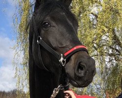 dressage horse Fine Sophie Deluxe (Oldenburger, 2017, from For Romance I)