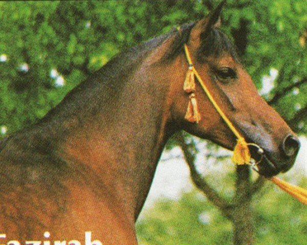 broodmare Fazirah EAO (Arabian purebred, 1980, from Masir EAO)