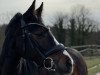 dressage horse Malou W (German Riding Pony, 2011, from Miraculix)