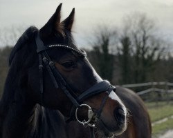 dressage horse Malou W (German Riding Pony, 2011, from Miraculix)