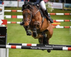 jumper Belouca van de Kapel (Belgium Sporthorse, 2007, from Acapulco Z)