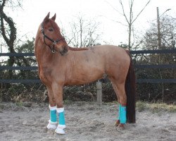 dressage horse Delano G (Westphalian, 2007, from Douceur)