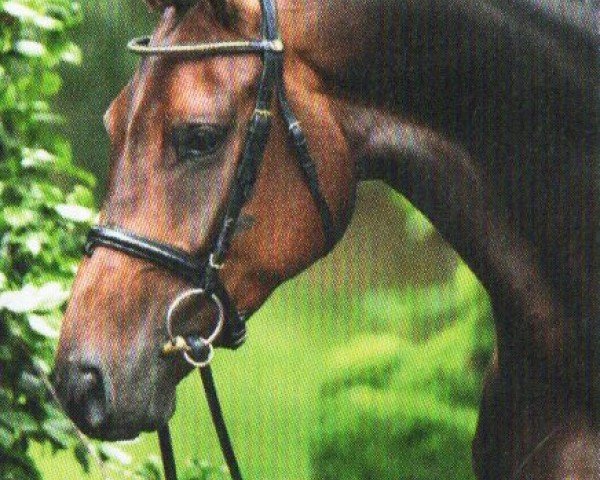 Dressurpferd Fine Deern 6 (Westfale, 2016, von Formel Eins 11)
